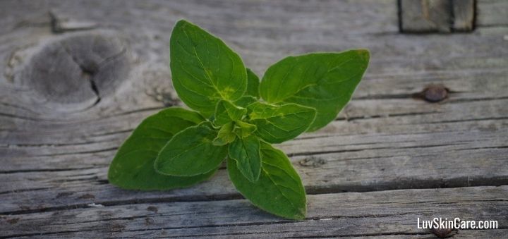 Does Oregano Oil Help with Acne?